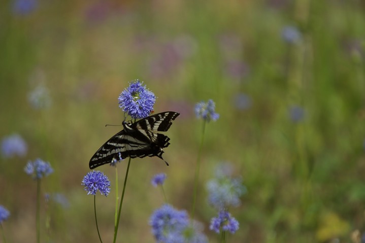 Papilio eurymedon 2