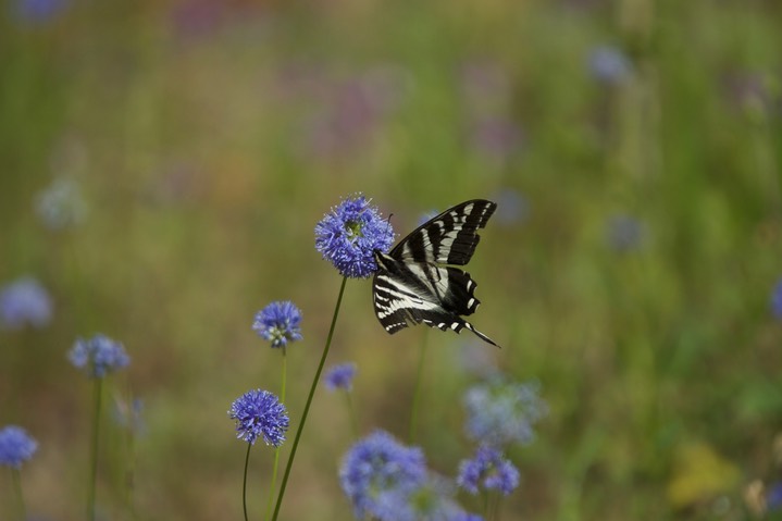 Papilio eurymedon 3