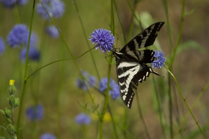 Papilio eurymedon 5