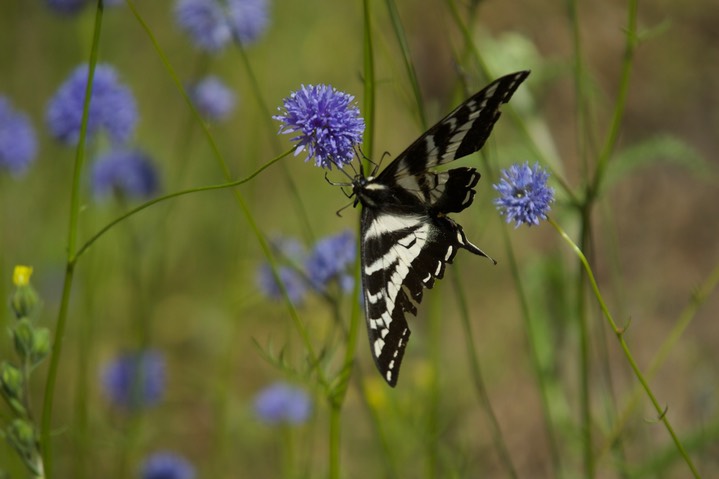 Papilio eurymedon 6