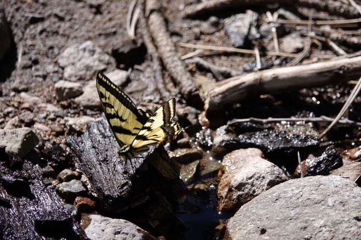 Papilio rutulus2