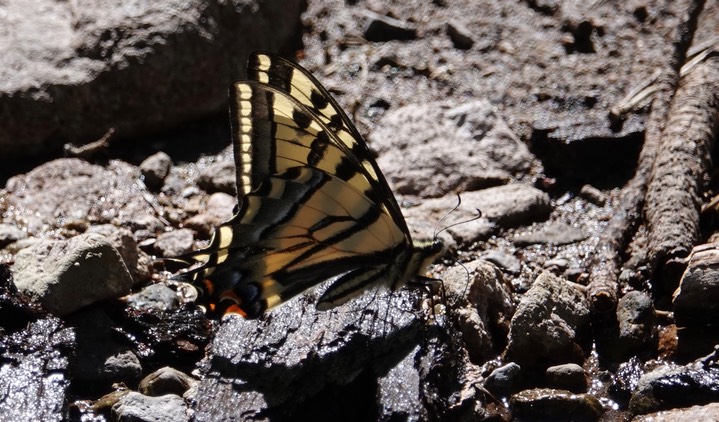 Papilio rutulus