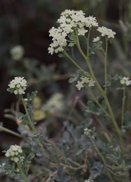 Parthenium incanum, Mariola2