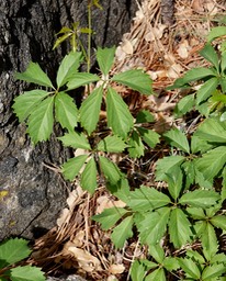 Parthenocissus vitacea, Virginia Creeper