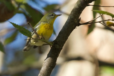 Parula, Northern Parula americana Viola, TN1