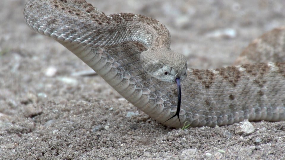 Rattlesnake 1