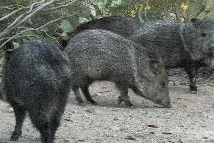 Peccary, Collared 2