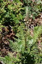   Pedicularis procera, Fernleaf Lousewort   6