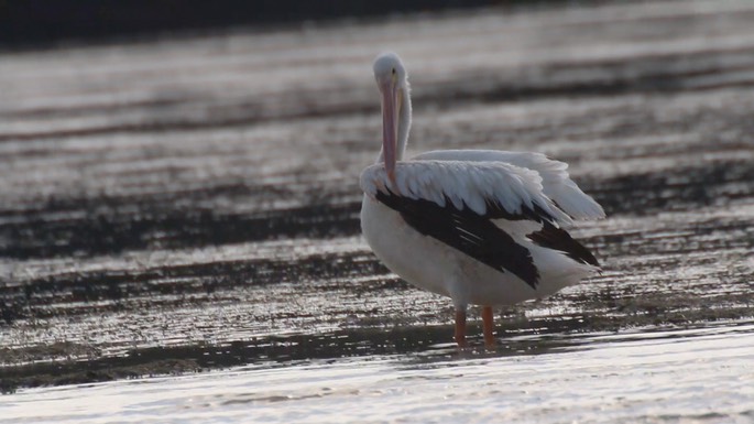 Pelican, American White 1