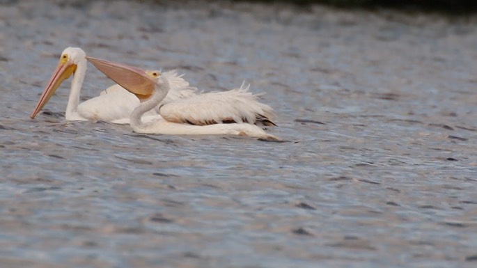 Pelican, American White 3