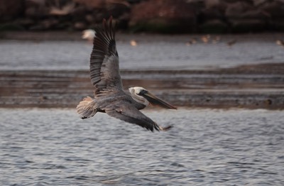 Pelican, Brown - Pelecanus occidentalis californicus (6)