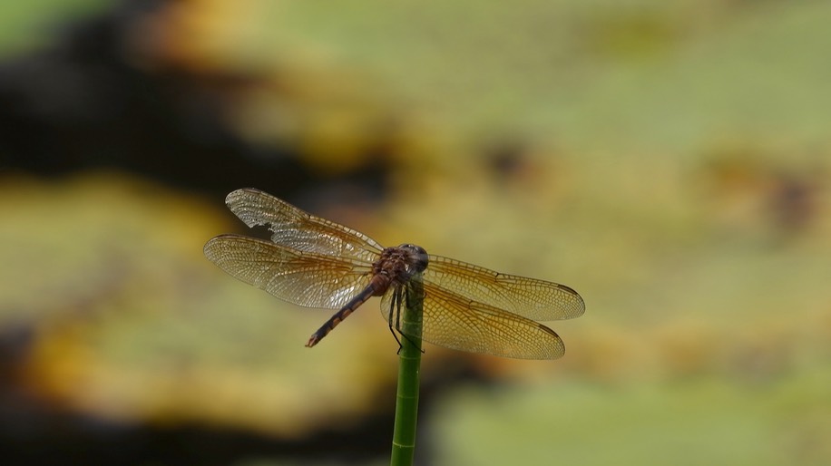 Pennant, Tawny (Belize - 2021) a