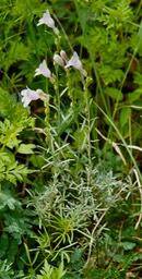 Penstemon linarioides Gray subsp. linarioides (Linaria Penstemon, Toadflax Beardtongue)7