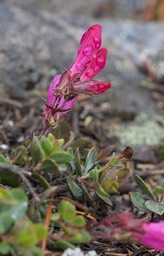 Penstemon rupicola 1