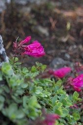 Penstemon rupicola11