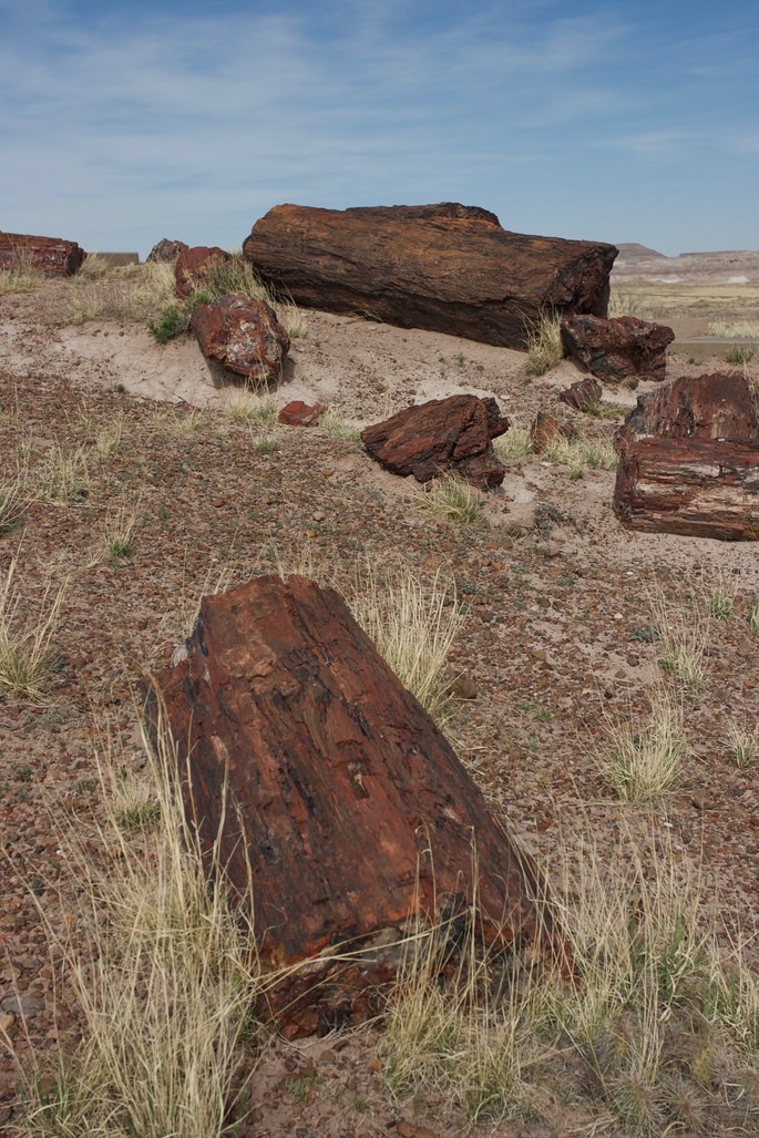 petrified-forest-national_med-19