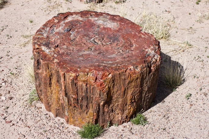 petrified-forest-national_med-28