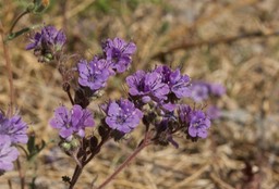 Phacelia bombycina 1