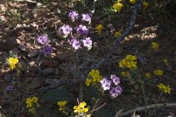 Phacelia coerulea 1