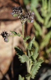 Phacelia integrifolia Gypsum Scorpionweed5