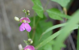 Phaseolus pedicellatus