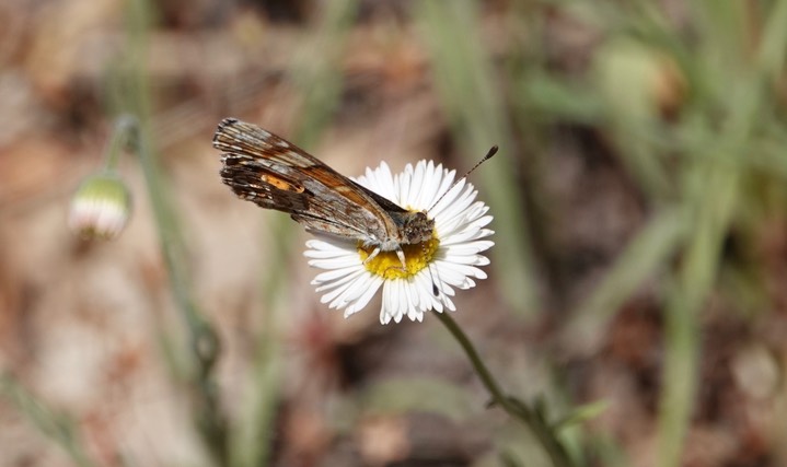 Phyciodes campestris Railroad Canyon1