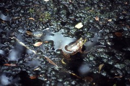 American Alligator