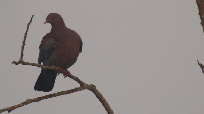 Pigeon, Red-billed 1