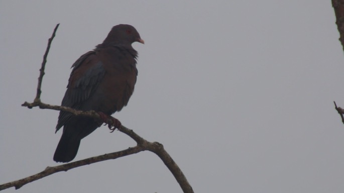 Pigeon, Red-billed