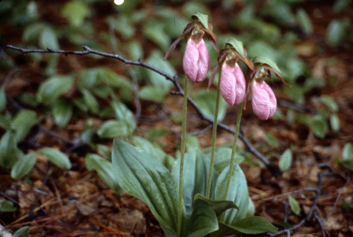 pink ladyslippers705