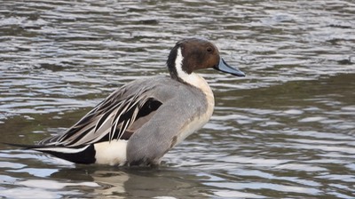 Pintail, Northern  - Baja California Sur 5