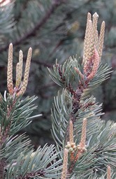 Pinyon Pine, west of Kingston, NM (1)