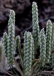 Plantago patagonica, Woolly Plantain53