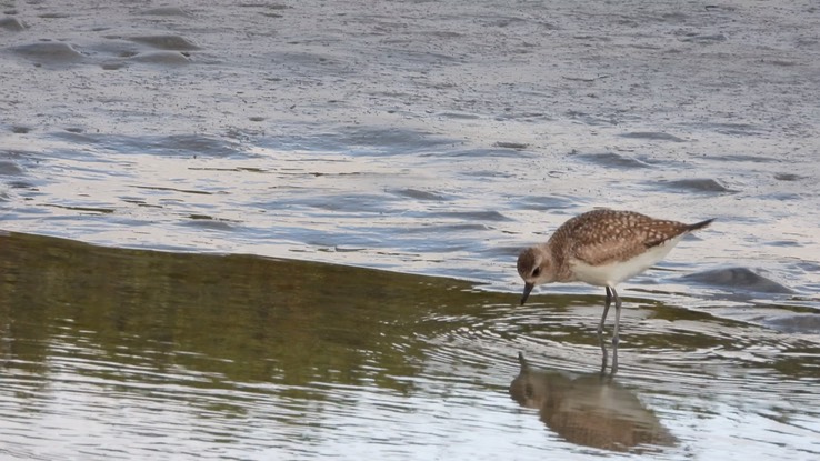 Plover, Black-bellied - Baja California Sur 1