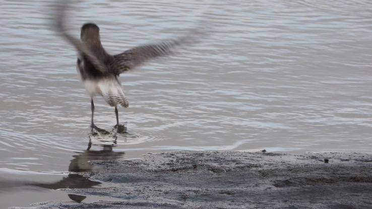 Plover, Black-bellied - Baja California Sur 2