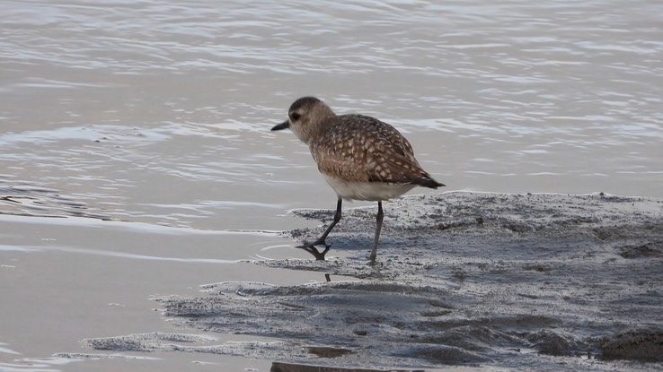 Plover, Black-bellied - Baja California Sur 3