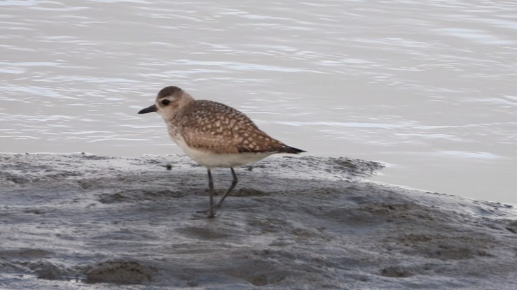 Plover, Black-bellied - Baja California Sur 4