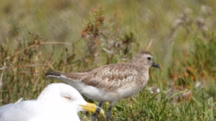 Plover, Black-bellied - Baja California Sur No. 2 b