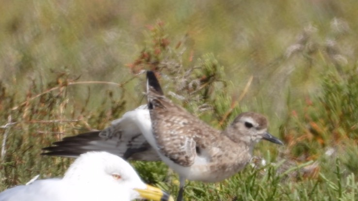 Plover, Black-bellied - Baja California Sur No. 2 c