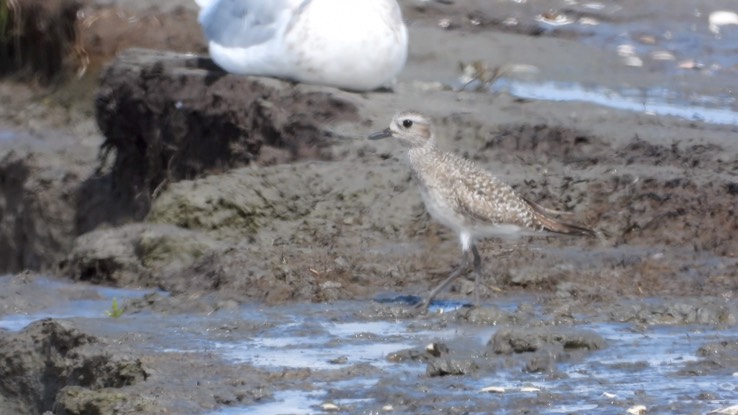 Plover, Black-bellied - Baja California Sur No. 2