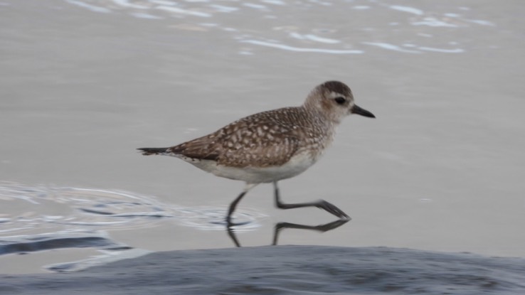 Plover, Black-bellied - Baja California Sur 5