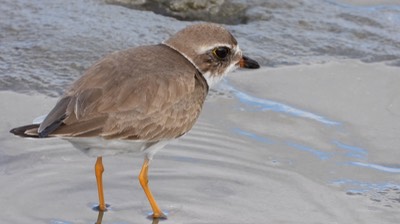 Plover, Semipalmated - Baja California Sur