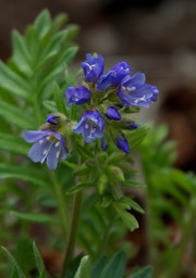 Polemonium californicum1