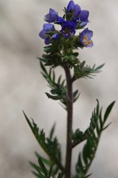 Polemonium foliosissimum062319b