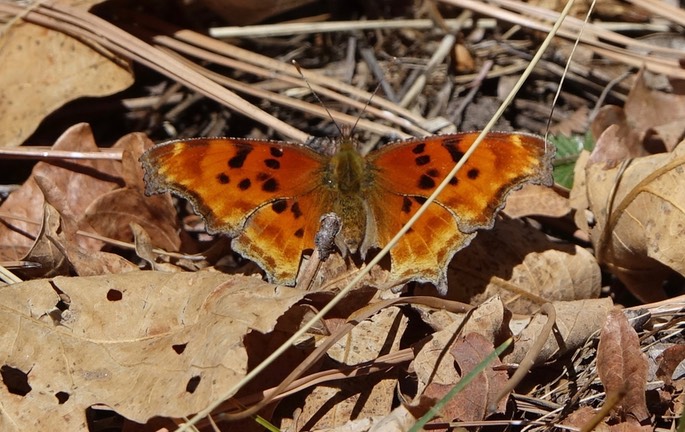 Polygonia satyrus1