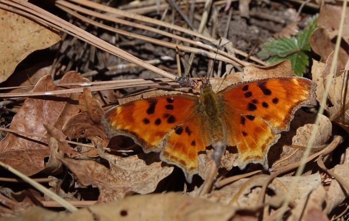 Polygonia satyrus2