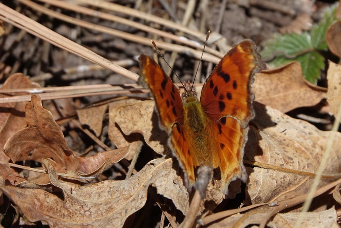 Polygonia satyrus4