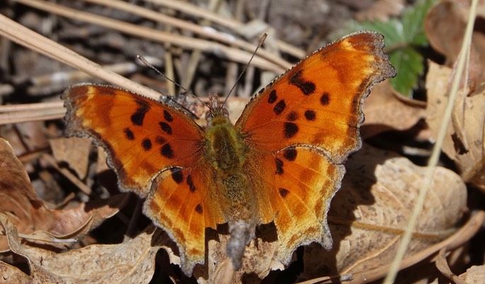 Polygonia satyrus, Satyr Comma