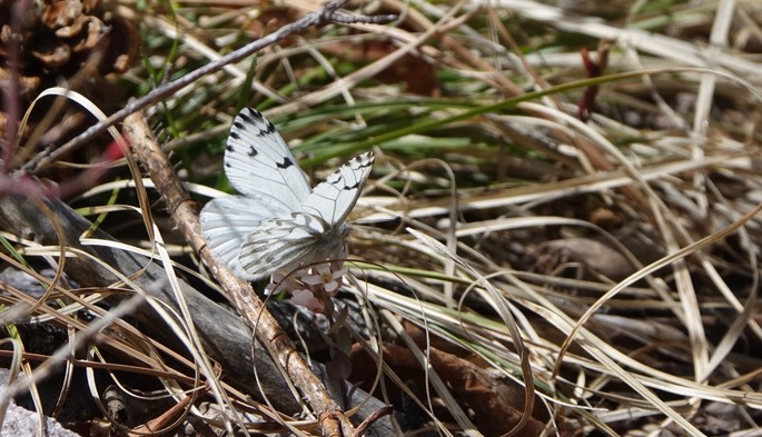 Pontia sisymbrii, Spring White