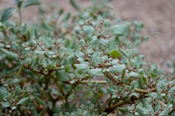 Portulaca oleracea2